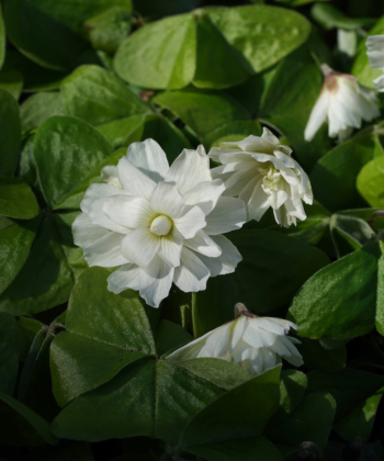 Oxalis griffithii 'Chione' ist eine der wenigen gefüllten Oxalis-Sorten. Die Pflanzen blühen viel und sind pflegeleicht.