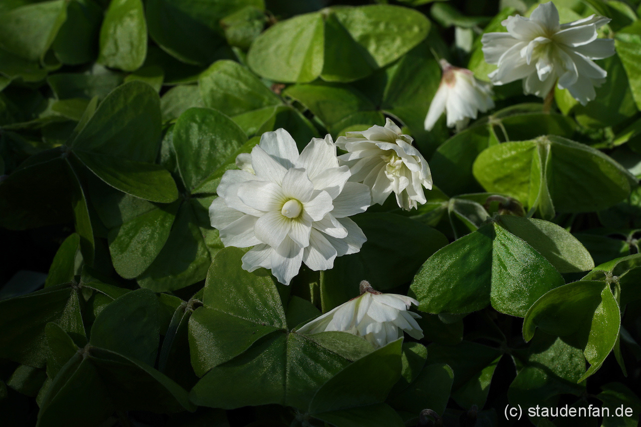 Oxalis griffithii 'Chione' ist eine der wenigen gefüllten Oxalis-Sorten. Die Pflanzen blühen viel und sind pflegeleicht.