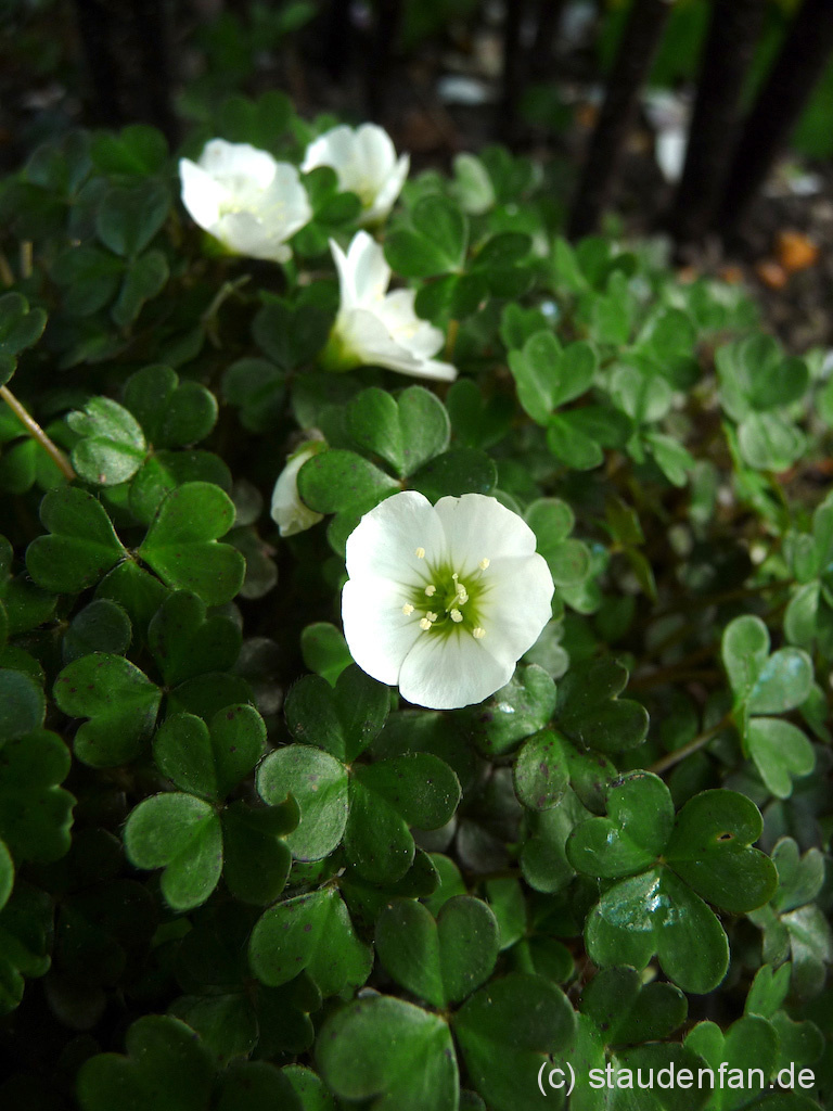 Oxalis magellanica ist ein Sauerklee mit hübschen weißen Blüten und satt grünem Laub. Er kommt hauptsächlich in Chile und Argentinien vor, aber auch in Neuseeland.