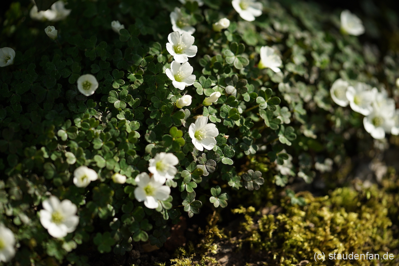 Oxalis magellanica ist eine Pflanze für Leute, die das Besondere und Subtile lieben.