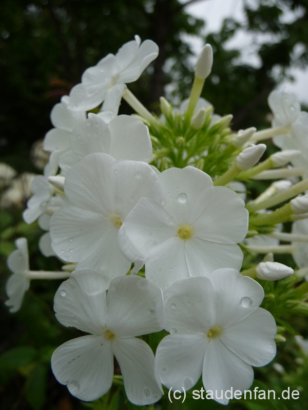 Bei dem Phlox 'Weiße Wolke' dachte man früher, dass er zu Phlox amplifolia gehören würde. Dies hat sich jedoch als botanisch nicht korrekt herausgestellt.