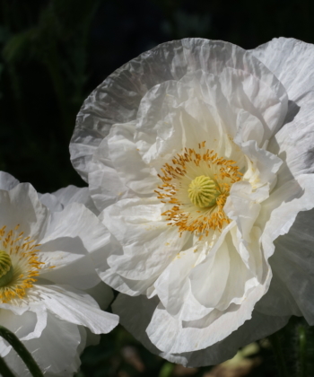 Papaver rhoeas Supreme zeichnet sich durch gefüllte und große Blüten aus.