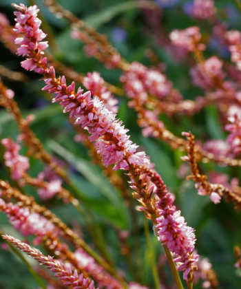 Persicaria 'Pink Elephant' kann auch gut in kleineren Gärten gepflanzt werden.