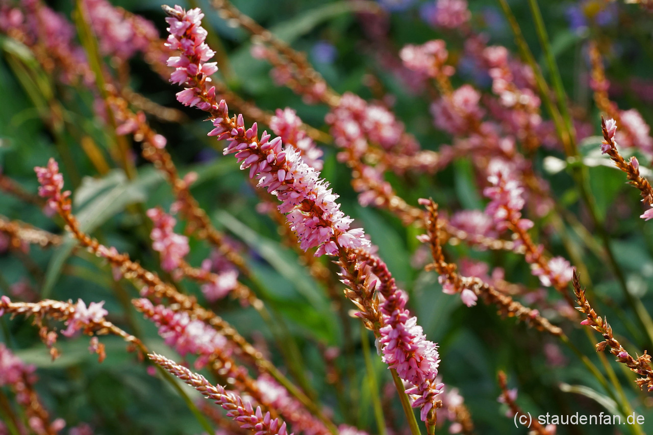 Persicaria 'Pink Elephant' kann auch gut in kleineren Gärten gepflanzt werden.