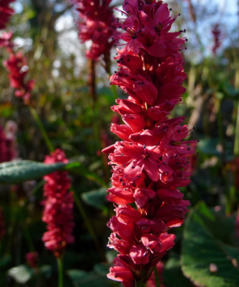 Über die Jahre haben wir eine Sammlung des Kerzenknöterichs zusammengetragen. Persicaria 'Red Baron' war eine der Ersten in der Gärtnerei.