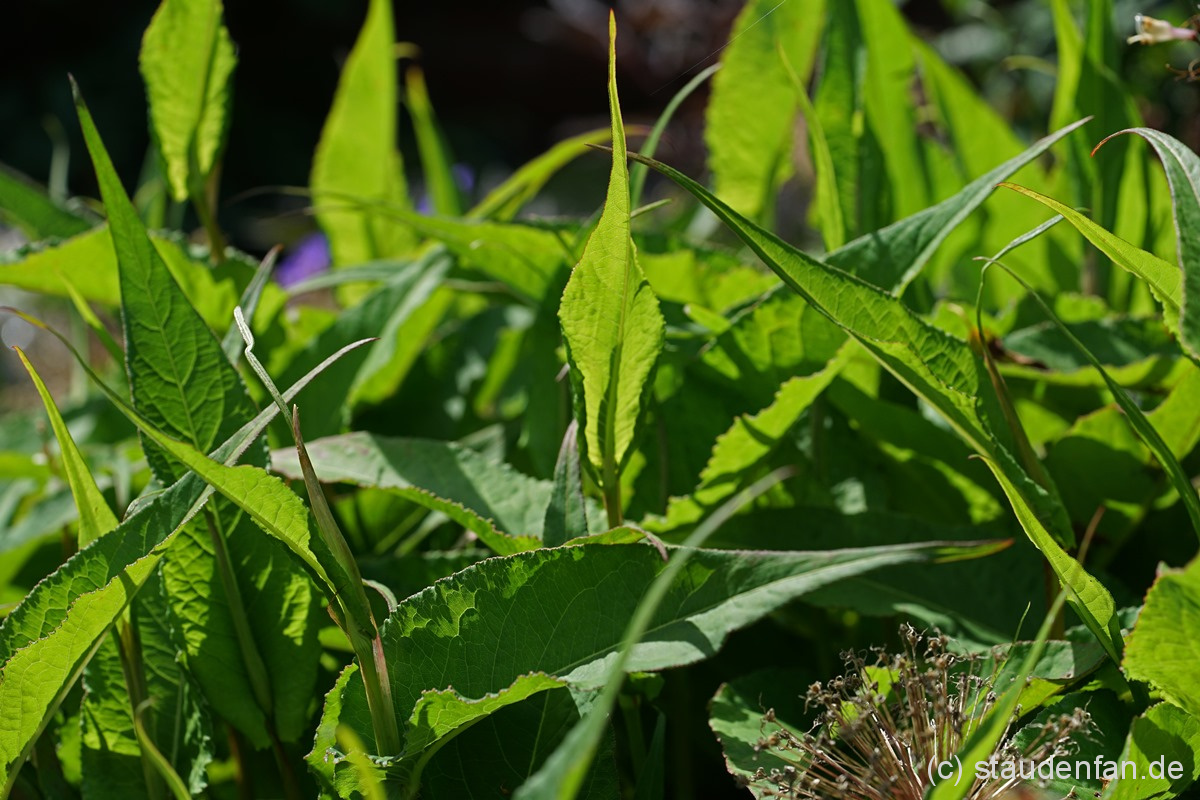 Die weißblühende Persicaria amplexicaule 'Eastfield White' hat deutlich schmaleres Laub als andere Persicaria-Sorten.