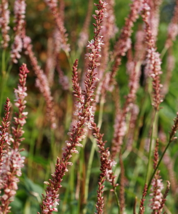 Persicaria amplexicaulis 'Fascination' wird ein wenig höher als farblich ähnliche Auslesen des Kerzenknöterichs.