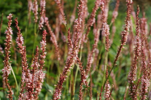 Persicaria amplexicaulis 'Fascination' wird ein wenig höher als farblich ähnliche Auslesen des Kerzenknöterichs.