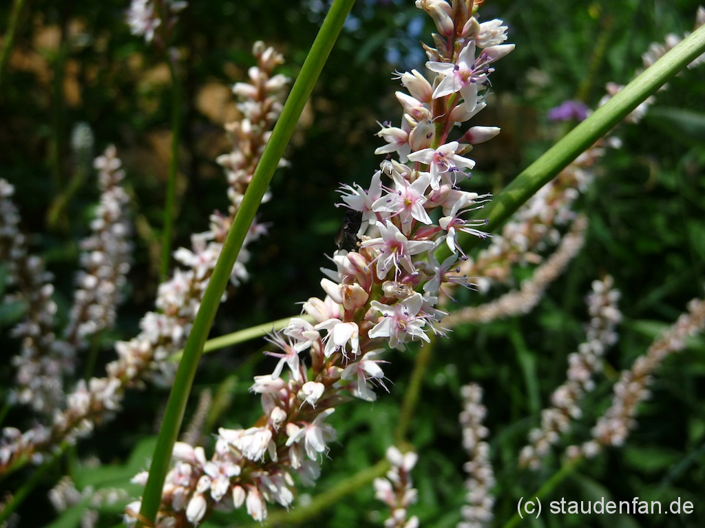 Persicaria amplexicaulis 'Fat White' besitzt lange und dicke weiße Blütenkerzen. Eine dankbare Gartenpflanze.