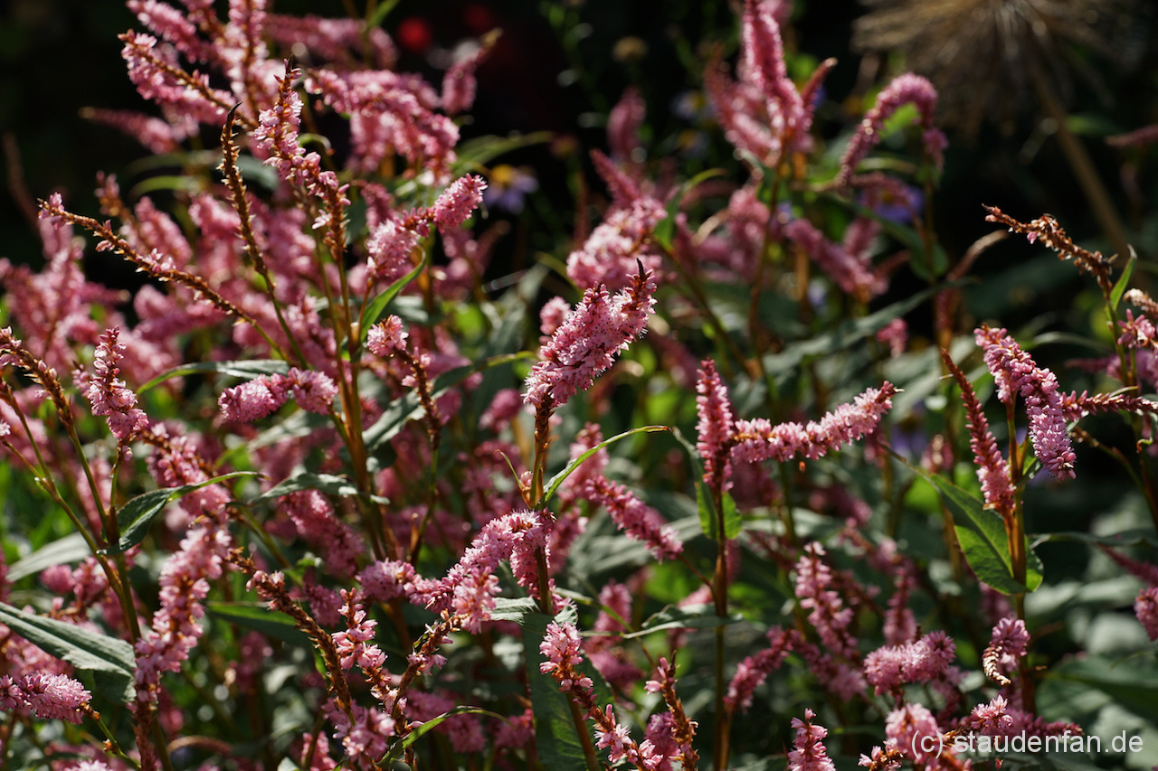 Persicaria amplexicaulis 'Pink Elefant' blüht über Monate hinweg ind kann gut im Beetvordergrund eingesetzt werden.