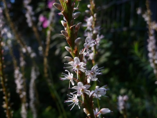 Persicaria amplexicaulis 'Alba' bildet Blütenkerzen mit hunderten von weißen sternförmigen Einzelblüten.
