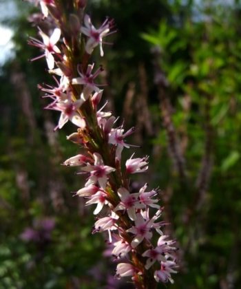 Persicaria amplexicaulis 'Pink Mist' ist eine feine zart rosa blühende Gartenstaude.