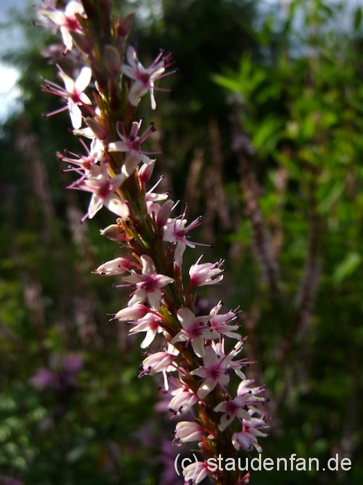 Persicaria amplexicaulis 'Pink Mist' ist eine feine zart rosa blühende Gartenstaude.