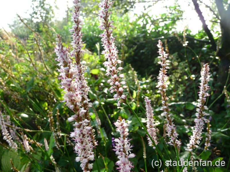 Persicaria amplexicaulis 'Pink Mist' kann gut mit anderen Stauden im Garten kombiniert werden.