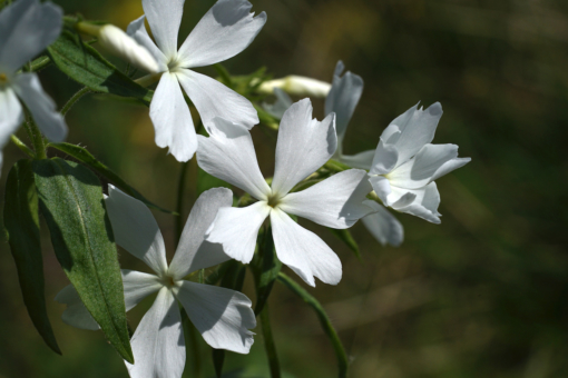 Der duftende weiße Waldphlox Phlox divaricata 'Fuller´s White' wird nur 20 cm hoch und kann auch flächendeckend im Garten eingesetzt werden.