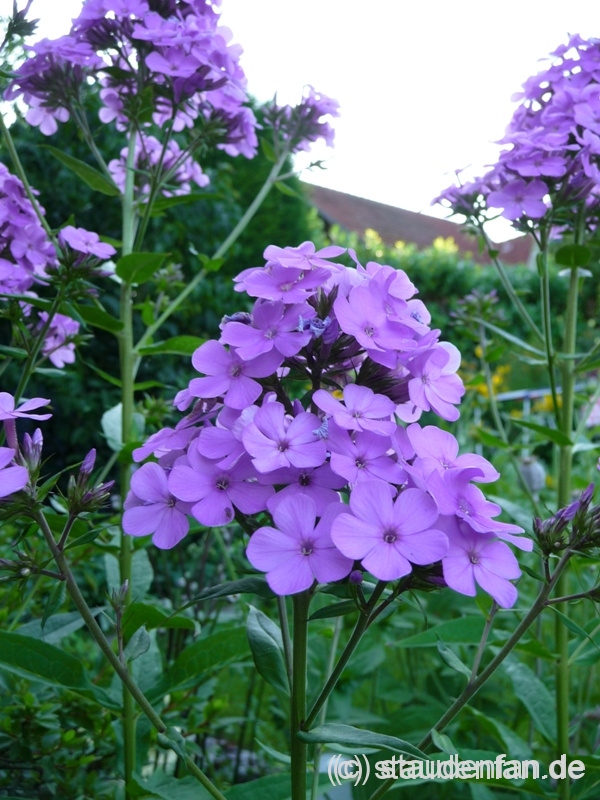 Der Phlox 'Hesperis' sticht aus dem gesamten Phloxsortiment heraus. Ihre Blüten erinnern an die violette Nachtviole (Hesperis matronalis).