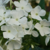 Phlox 'Hochgesang' ist eine weitere klassische Sorte von Karl Foerster.