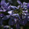 Phlox divaricata ‚Blue Dreams‘ ist eine schöne sehr leuchtende Sorte des Waldphloxes mit blauvioletten Blüten.