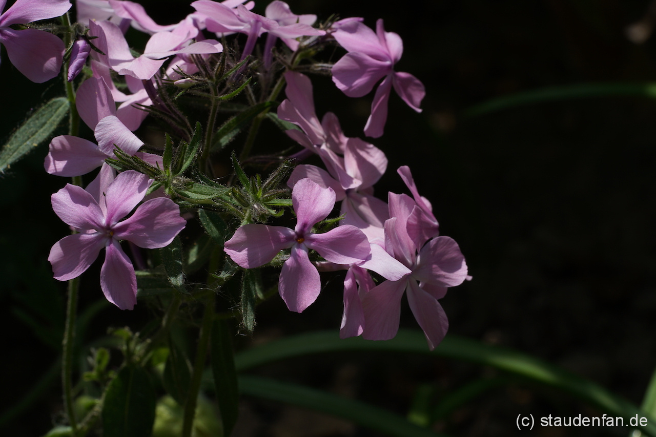 Phlox divaricata 'Charleston Pink' ist eine Sensation. Noch nie gab es eine Waldphlox mit dieser Farbe.