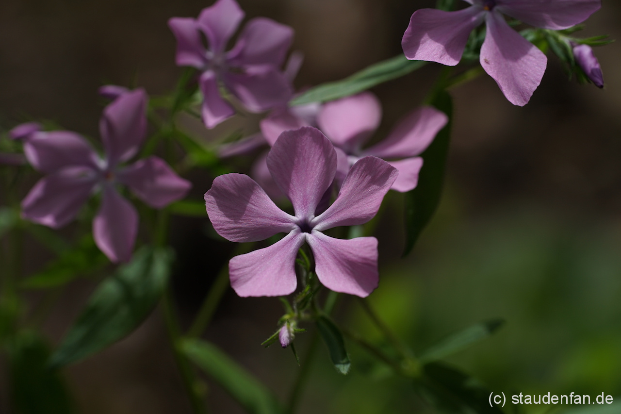 Phlox divaricata 'Charleston Pink' wurde von Dr. Wesley Whiteside gezüchtet. Die Pflanze haben wir aus den USA eingeführt.