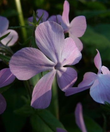 Die Blüten des Waldphloxes Phlox divaricata 'Charleston Pink' bekommen zum kühlen Abend hin einen violetten Ton.
