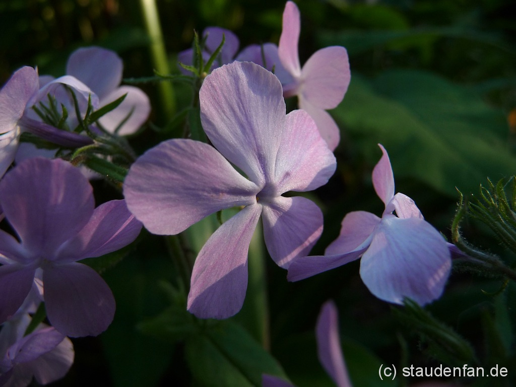 Die Blüten des Waldphloxes Phlox divaricata 'Charleston Pink' bekommen zum kühlen Abend hin einen violetten Ton.