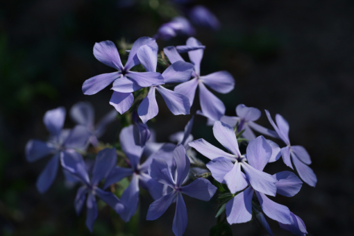 Der Waldphlox Phlox divaricata 'Clouds of Perfume' blüht in einem violett-blauen Farbton.