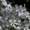 Phlox divaricata 'May Breeze' ist eine fast schneeweiße Sorte des Waldphloxes mit einem ganz zarten, eisblauen Hauch in der Blütenmitte.