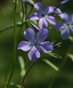 Phlox divaricata 'Sternensplitter' zeigt einen vitalen Wuchs.