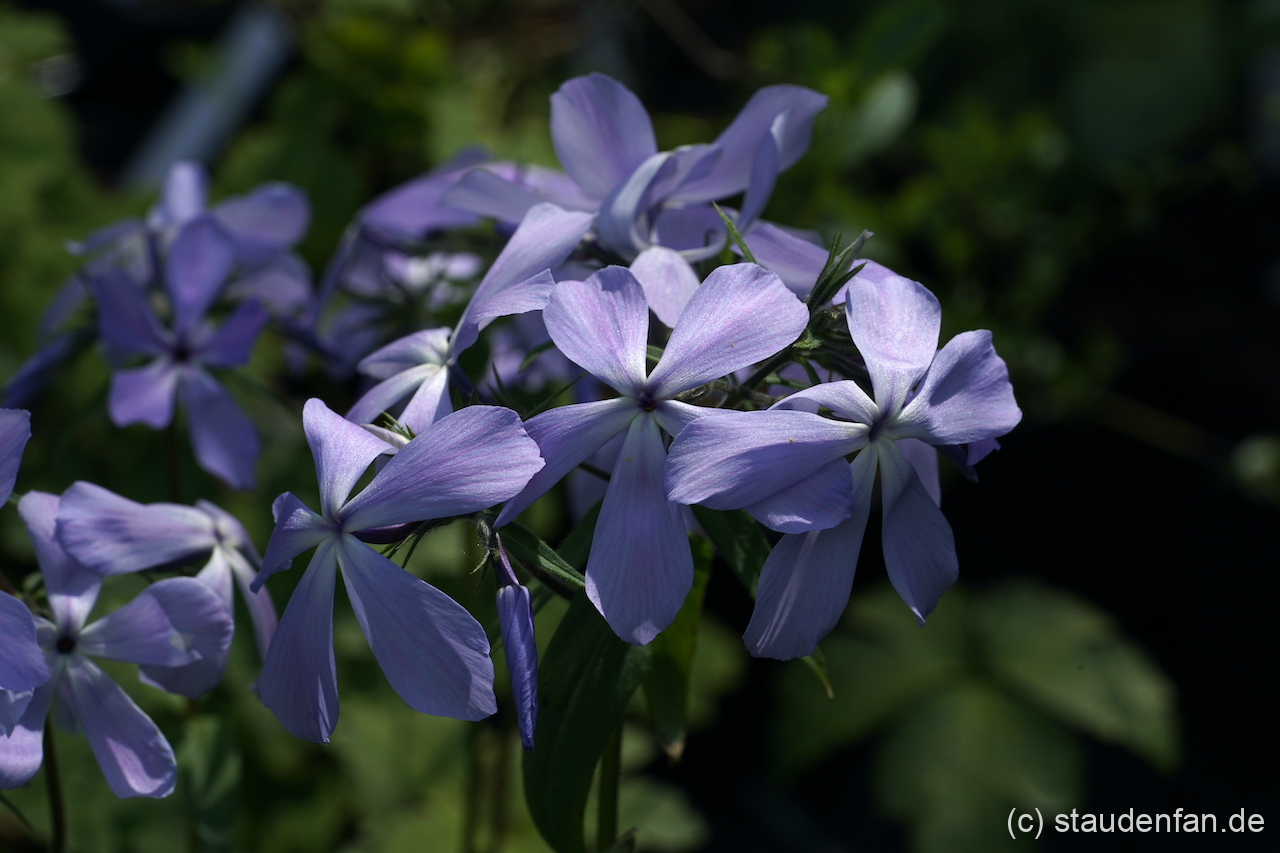 Phlox divaricata 'Virginia Lady' – Bild 2
