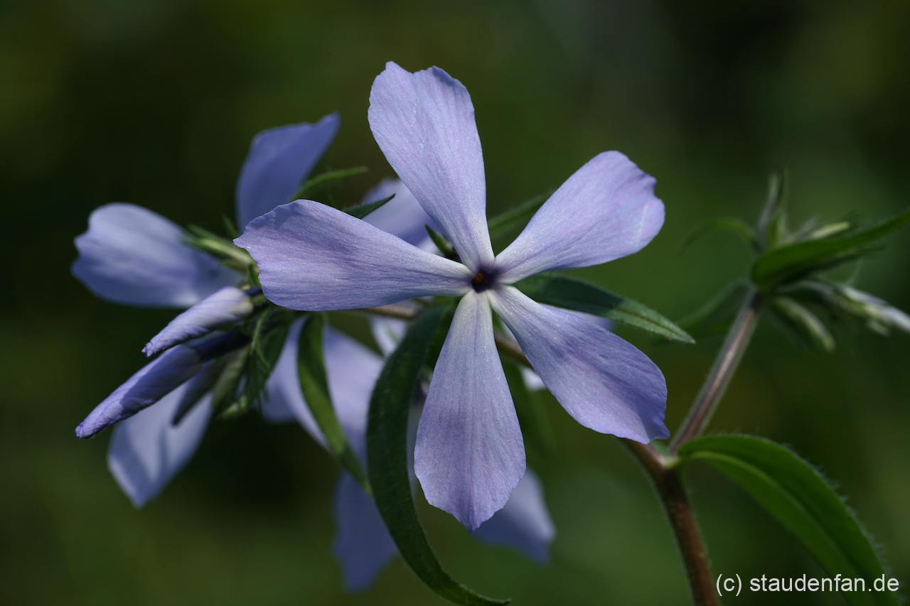 Phlox divaricata 'Virginia Lady' zeigt bei uns die größten Einzelblüten.