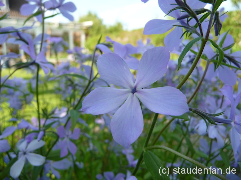 Phlox divaricata ssp. laphami ist eine Wildart des Waldphloxes mit natürlich wirkenden pastellfarbenen Blütenwolken.