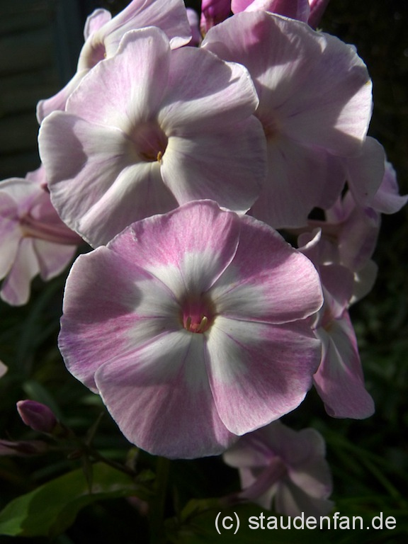 Phlox paniculata 'Duchess of York' ist eine gesunde Flammenblume mit zarten pastellrosa Blüten.