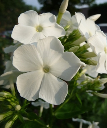 Phlox paniculata 'Hochgesang' hat große duftende Blüten in einem angenehmen Weißton.