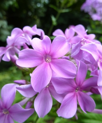 Phlox paniculata 'Plumeria' ist eine von drei Phloxsorten, die wir 2014 eingeführt haben.
