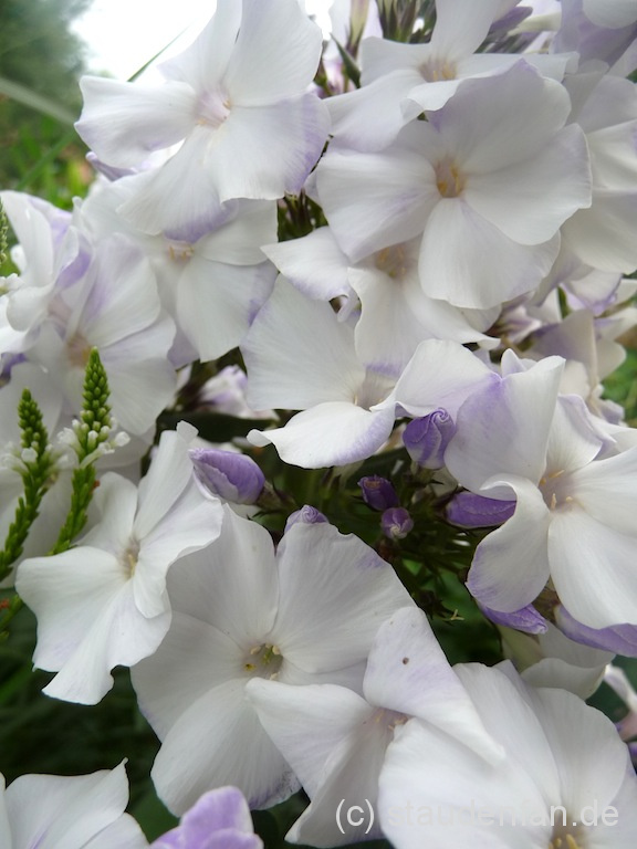Phlox paniculata 'Schneerausch' hat eine der edelsten Blüten aller Flammenblumen.