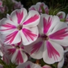 Die zweifarbigen Blüten von Phlox paniculata 'Twister' sind glasklar und ordentlich gestreift. Eine auffällige Pflanze.