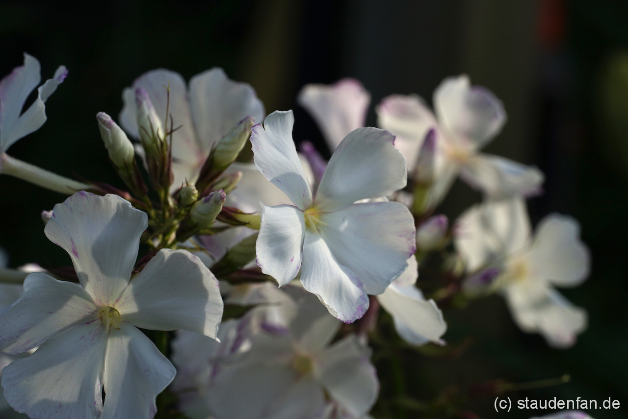Bei Phlox paniculata 'Wolke Nr. 7' ballen sich wolkengleich hohe Blütentürme auf. Ein besonderer Sommerphlox.