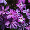 Der Phlox 'Katrin Eva Walter’ ist wüchsig und wird in etwa 100 - 120 cm hoch. Eine Züchtung aus unserer Gärtnerei.