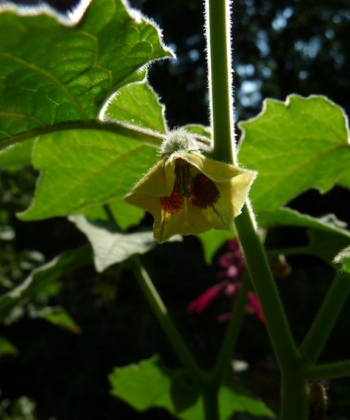 Bei dem Anbau von Physalis im Garten braucht man früh blühende Sorten, wie Physalis peruviana 'Colombia No. 1', damit man noch vor dem Frost ernten kann.