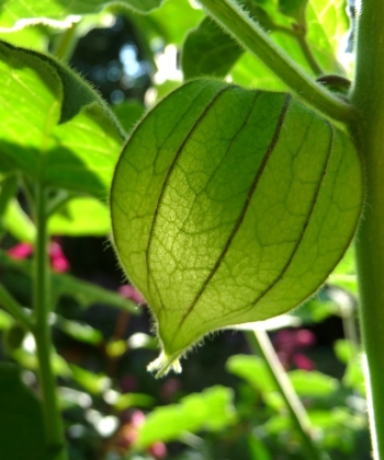 Noch junge Früchte von Physalis peruviana 'Colombia No. 1' (Andenbeere).