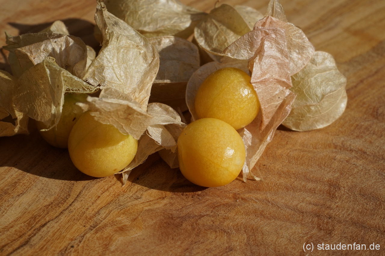 Physalis pruinosa 'Geltower Selektion'.