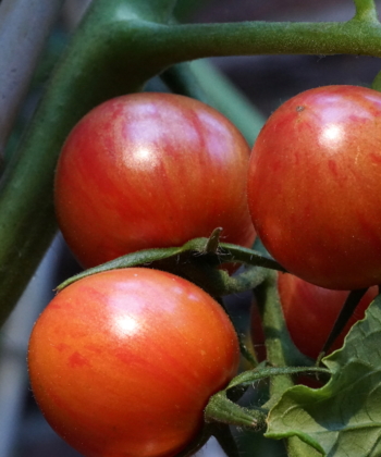 Tomate Pink Bumble Bee 3