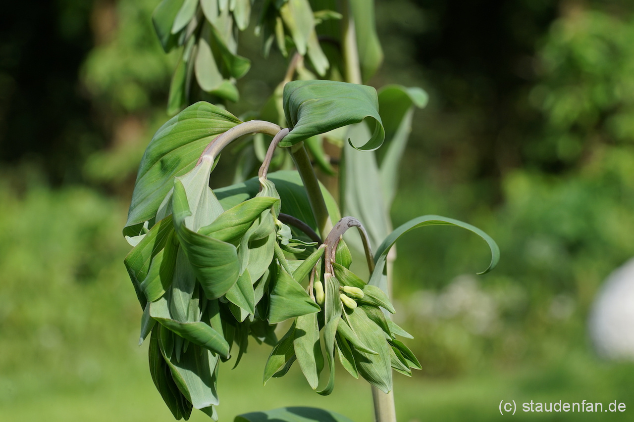 Polygonatum multiflorum 'Ramosissima' bildet in seinen Achseln Seitentriebe, weshalb der Salomonssiegel hinterher buschiger aussieht.
