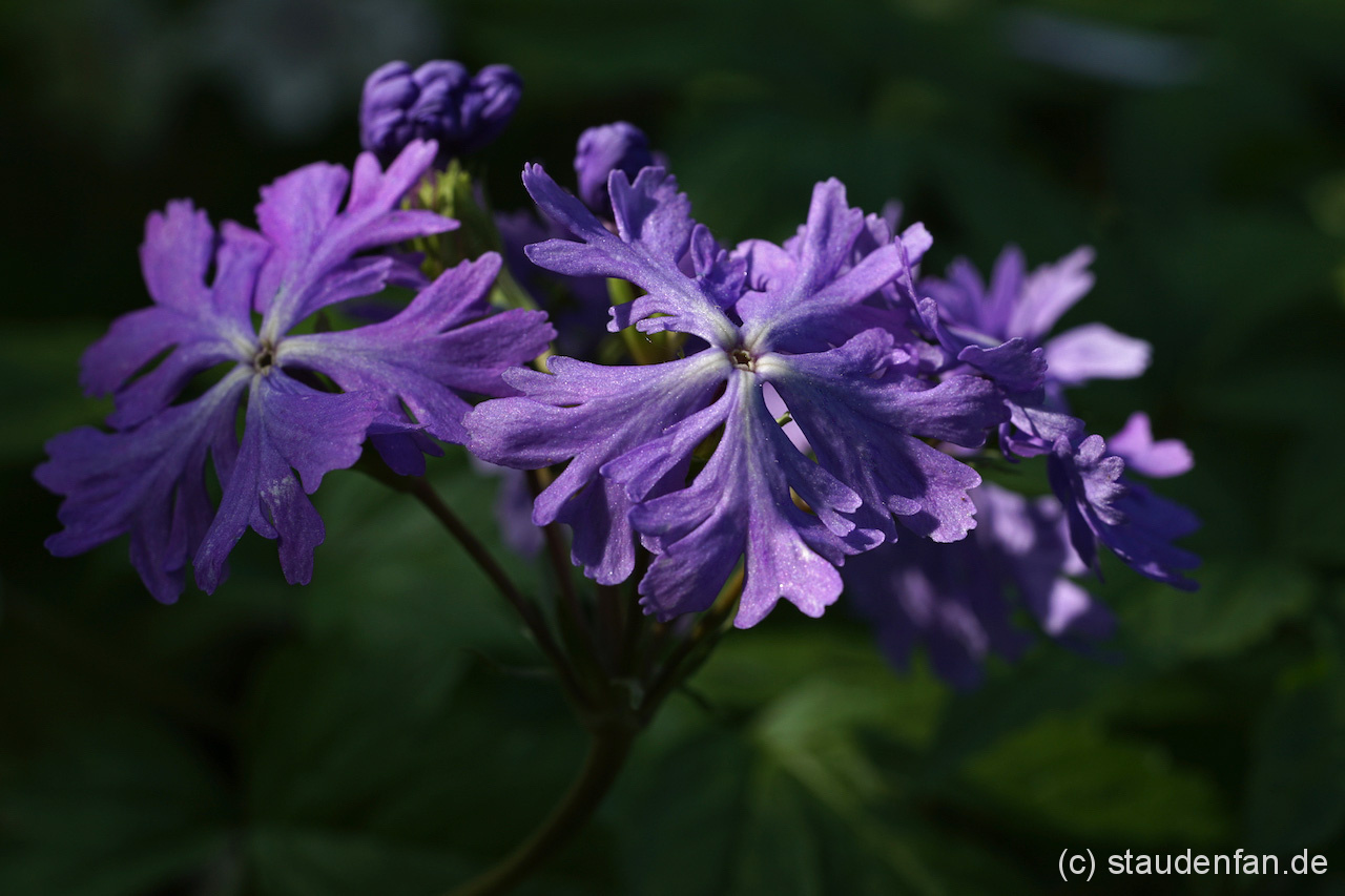Primula sieboldii 'Frilly Blue' ist eine der wenigen Züchtungen der Japan-Primel, welche aus Europa und nicht aus Japan stammt.