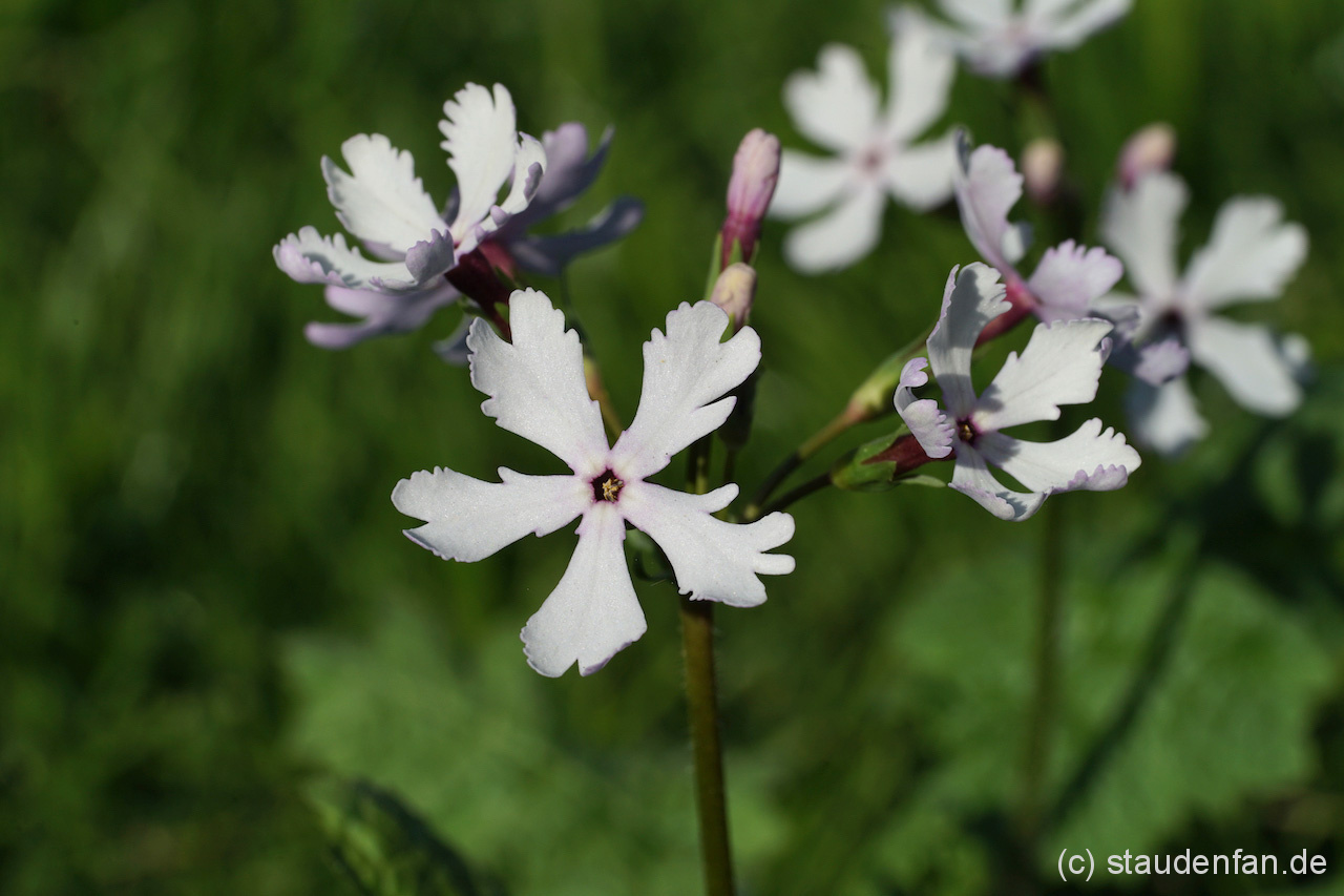 Die Knospen der Japan-Primel Primula sieboldii 'Shiro Tombo' sind rötlich und die weißen Blüten sind filigran zerteilt.