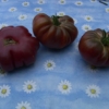 Tomate Purpurkallebasse