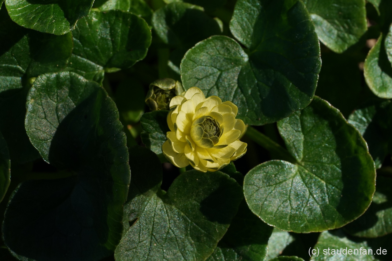 Ranunculus ficaria 'Elan' ist eine seltene Auslese.