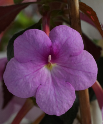 Reichblühend und kinderleichte Anzucht: Achimenes Just Devine