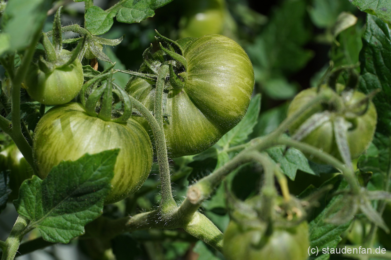 Robust und reichtragend die Tomate Golden Tiger.
